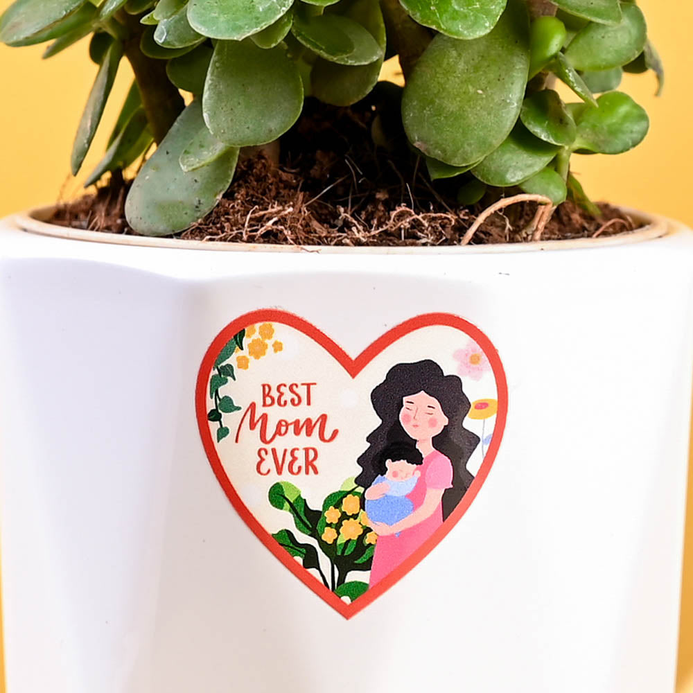 Jade Mini Plant For Mother&