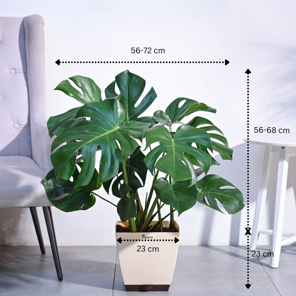 Monstera Deliciosa Plant - XL