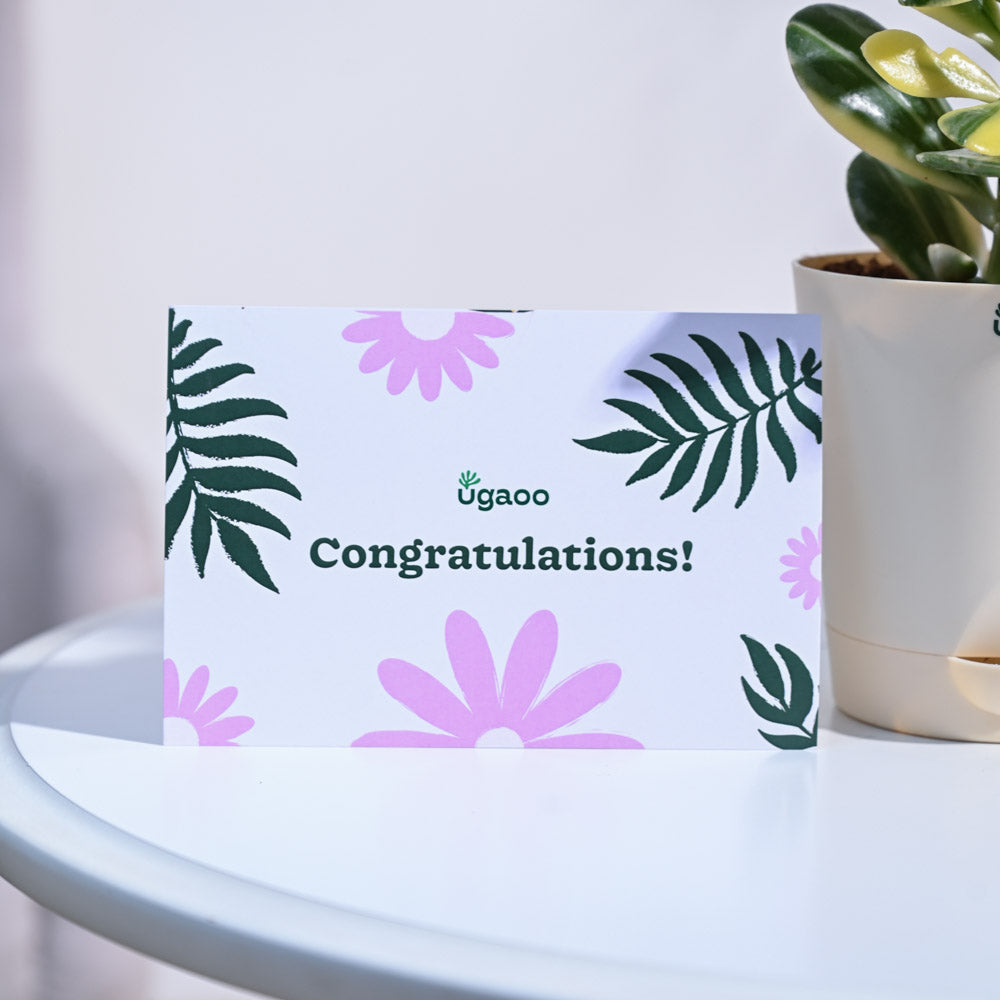 Crassula Ovata Variegated Congratulations Gift hamper