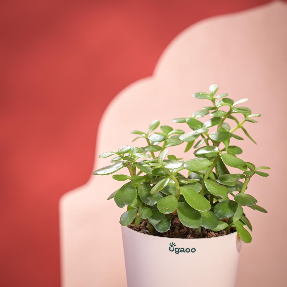 Jade Mini Plant Diwali Gift with Greeting Card