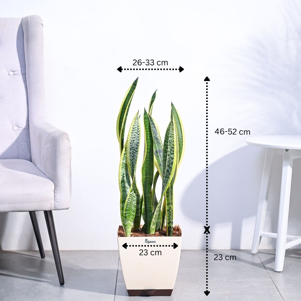 Sansevieria Laurentii Plant - XL