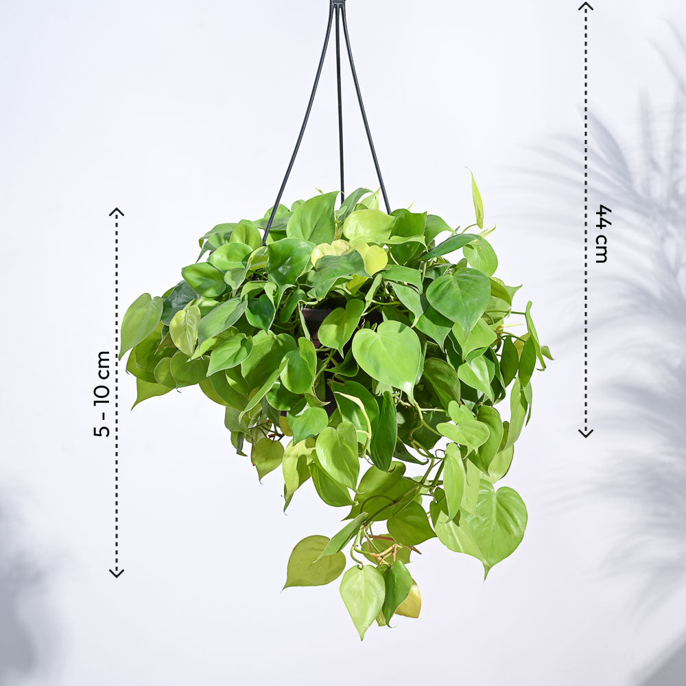 Philodendron Oxycardium Golden with Hanging Pot