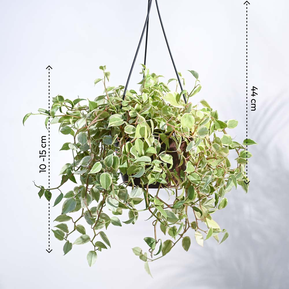 Peperomia Variegated Creeper With Hanging Pot