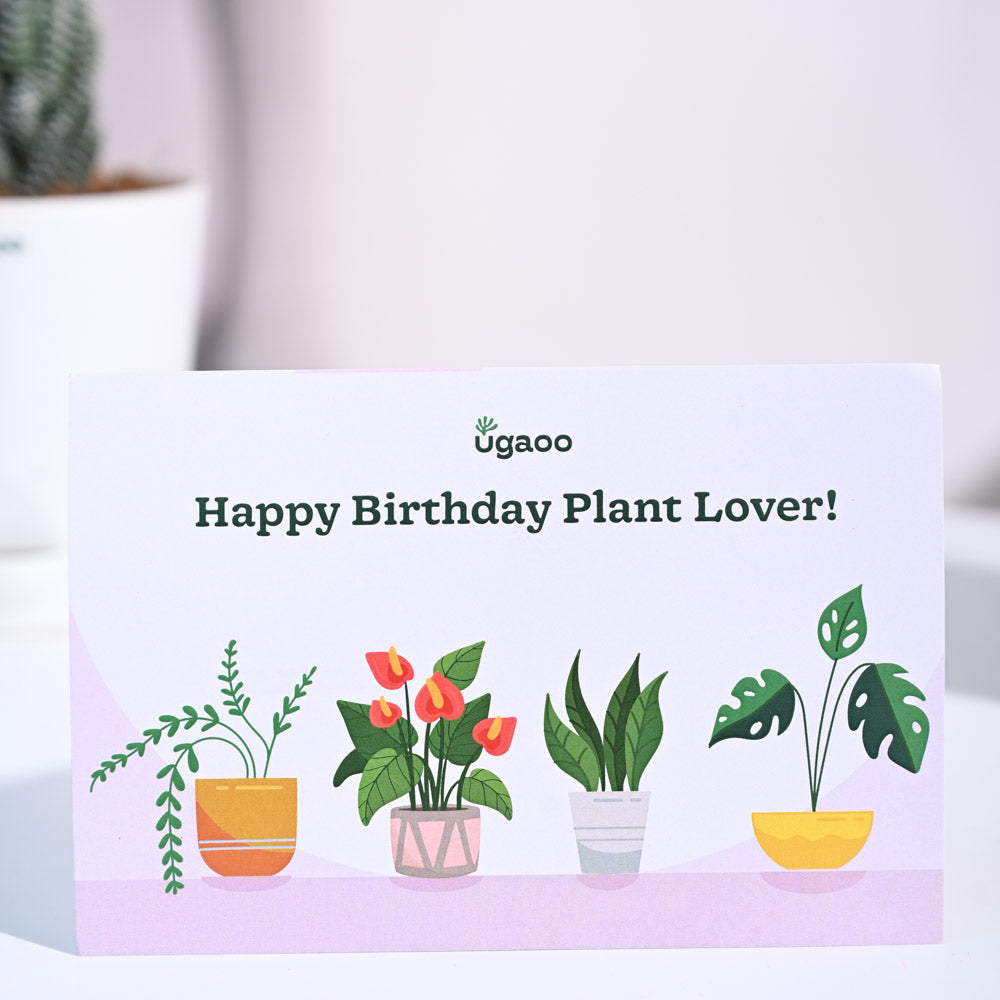 NEW! Birthday TickleMe Plant Gift Box Set! – TickleMe Plant Company, Inc