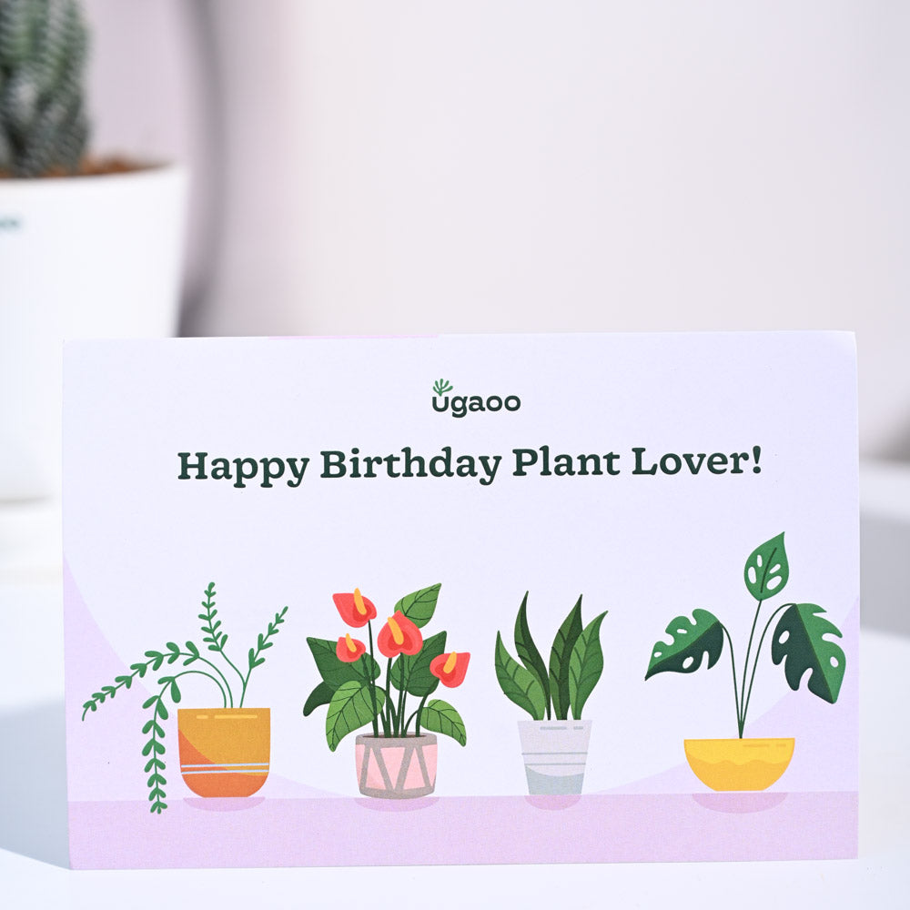 Haworthia Coarctata Birthday Gift Hamper