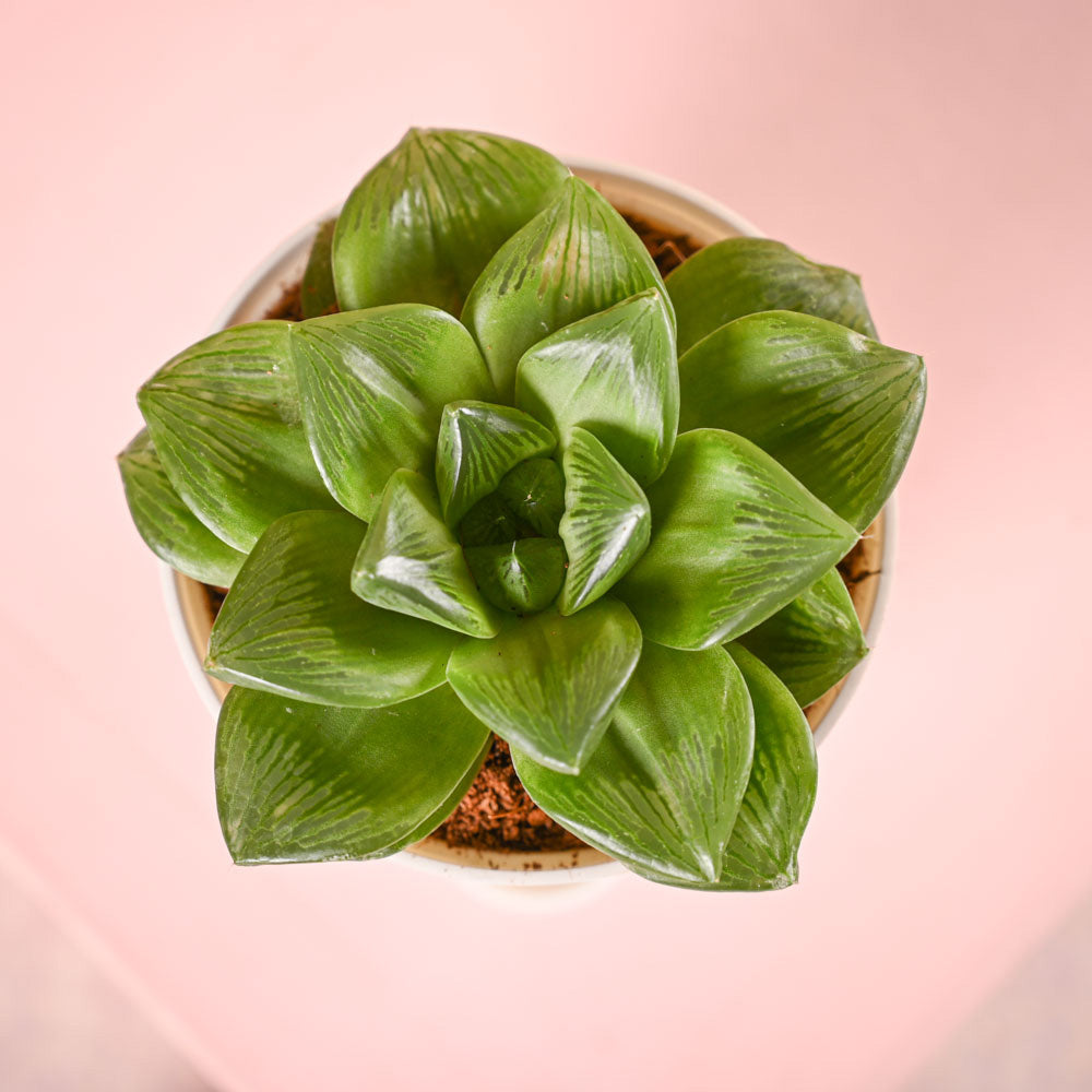 Haworthia Cymbiformis Plant and Nutki Snacks Diwali Gift Hamper