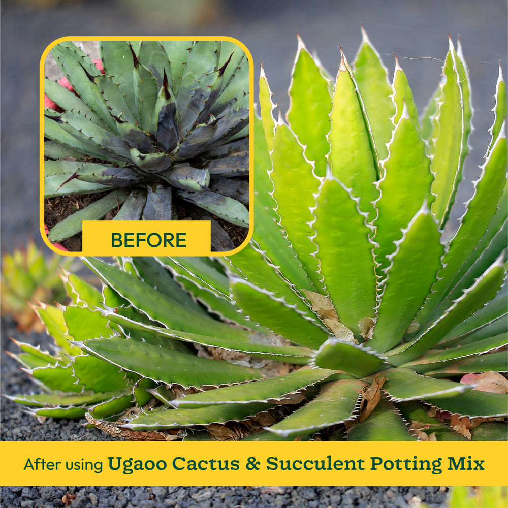 Cactus &amp; Succulent Potting Mix - 5 kg