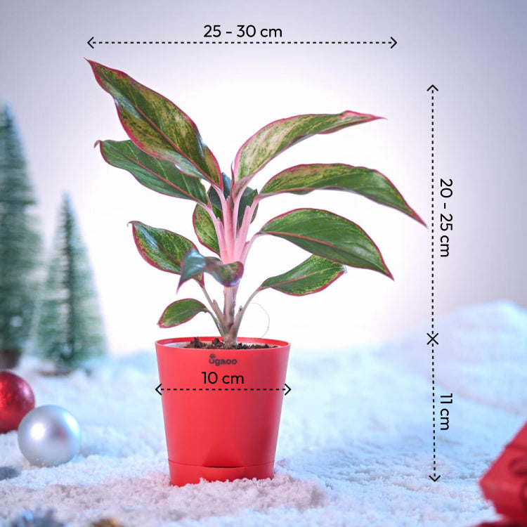 Aglaonema Red Plant for Christmas