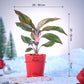 Aglaonema Red Plant for Christmas