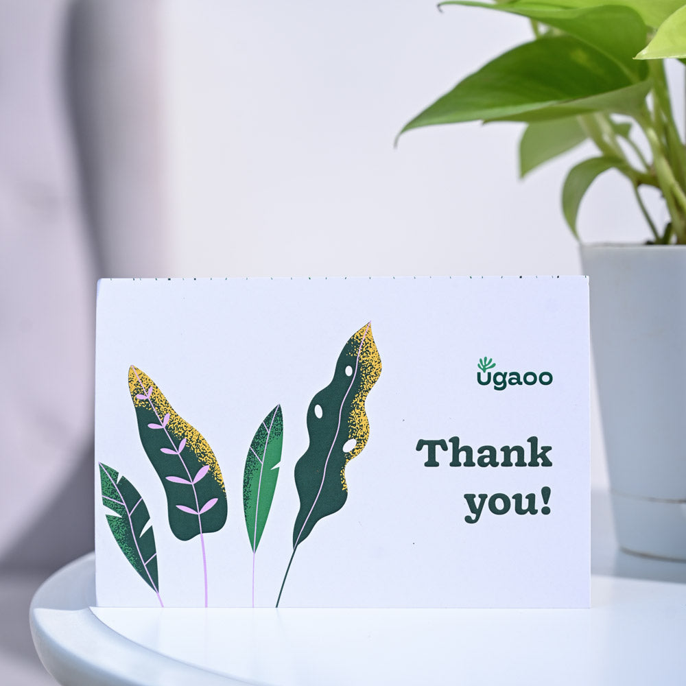 Money Plant Golden Thank you Gift Hamper