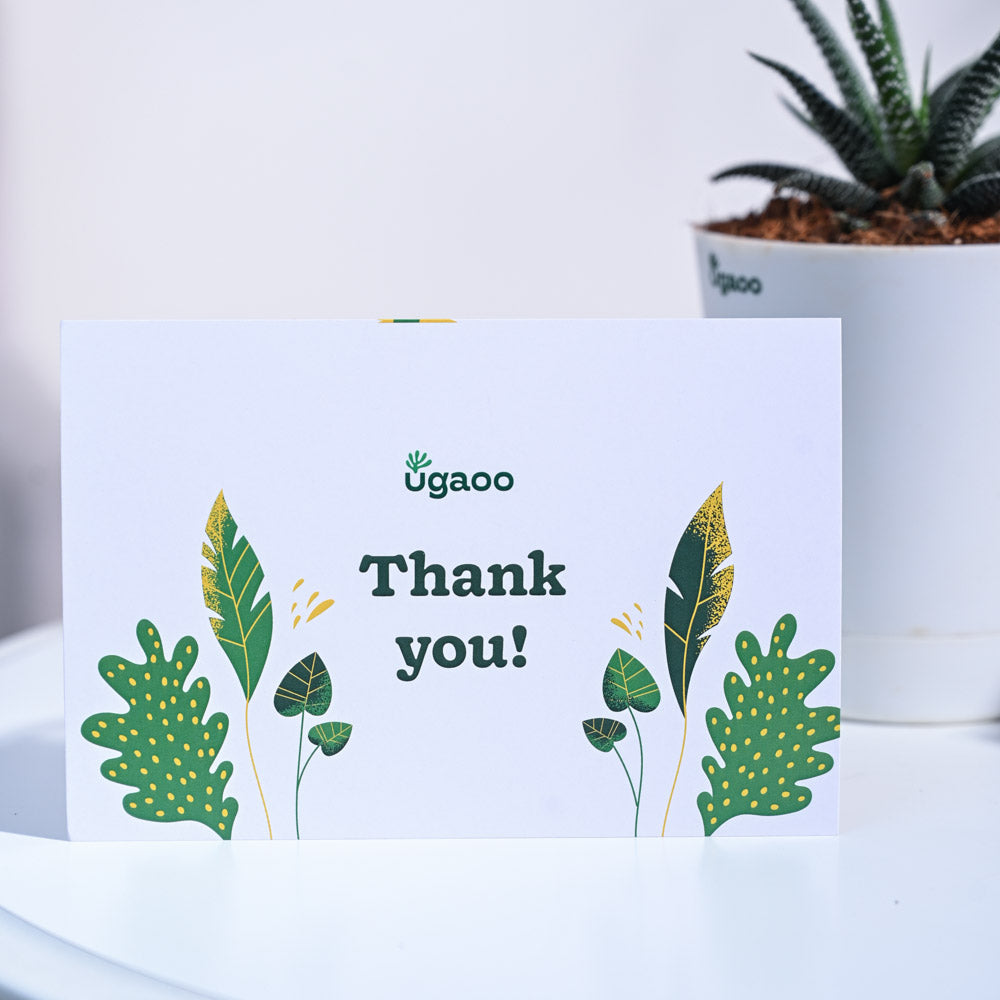 Haworthia Fasciata Thank you Gift Hamper