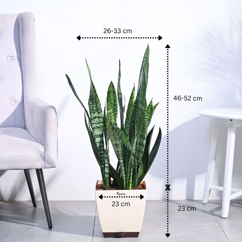 Sansevieria Zeylanica - XL