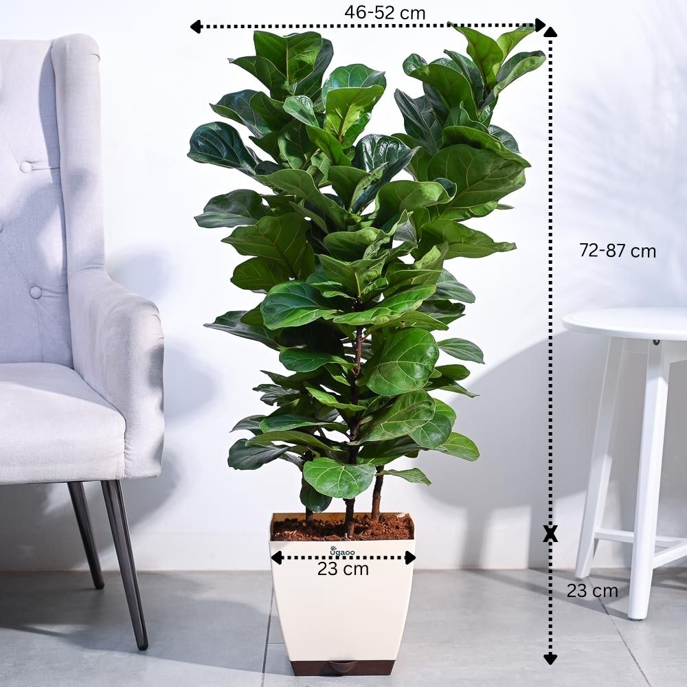 Ficus Lyrata Bambino -XL