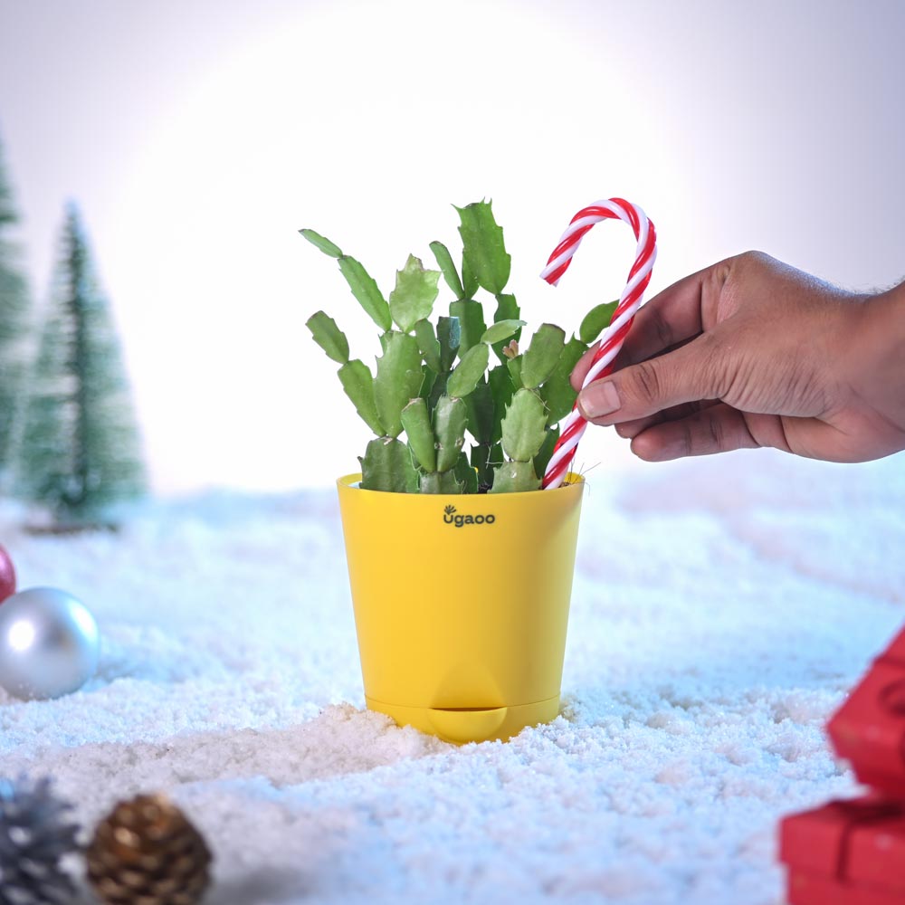 Festive Christmas Cactus