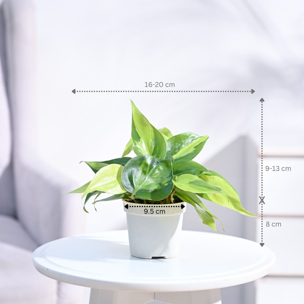 Philodendron_Brasil_Plant_NUPL0457SBK_Black