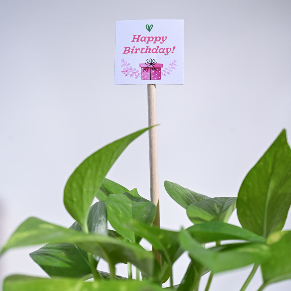 Send Mini Syngonium Jute Wrapped Glass Vase Plant Online, Price Rs.445 |  FlowerAura