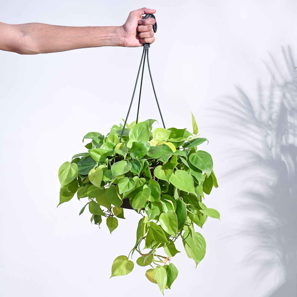 Philodendron Oxycardium Golden with Hanging Pot