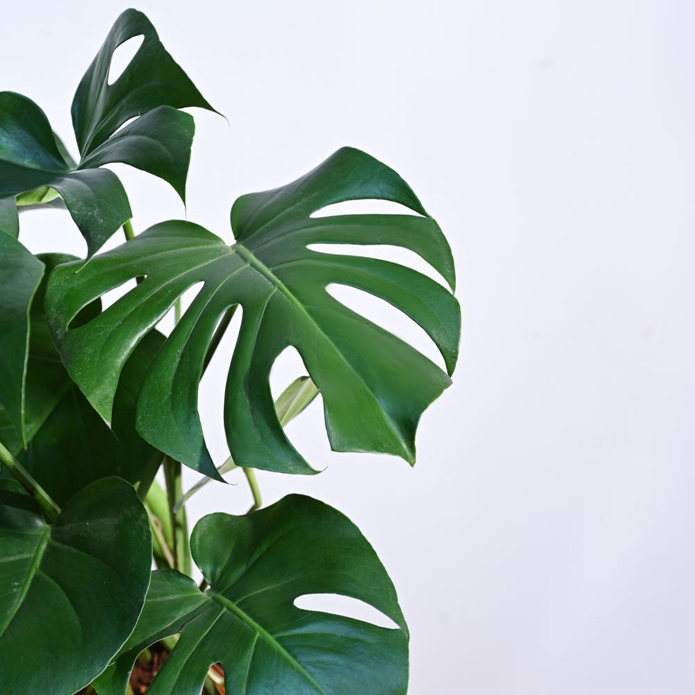 Monstera Deliciosa Plant - XL