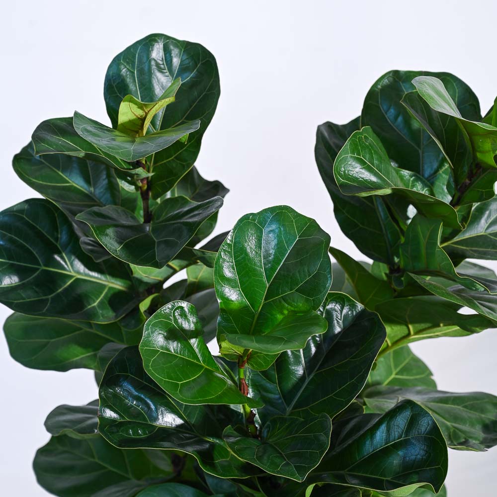 Ficus Lyrata Bambino -XL