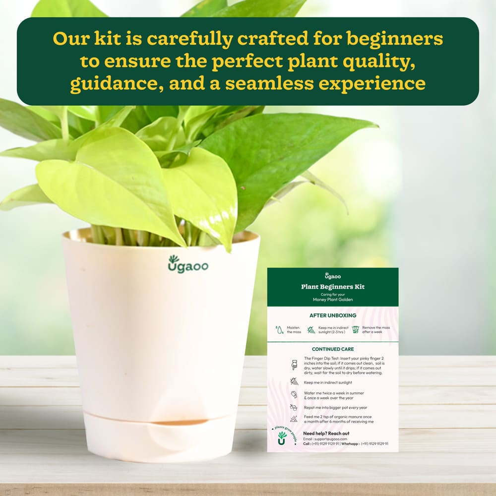 Plant Beginners Kit with Money Plant Golden