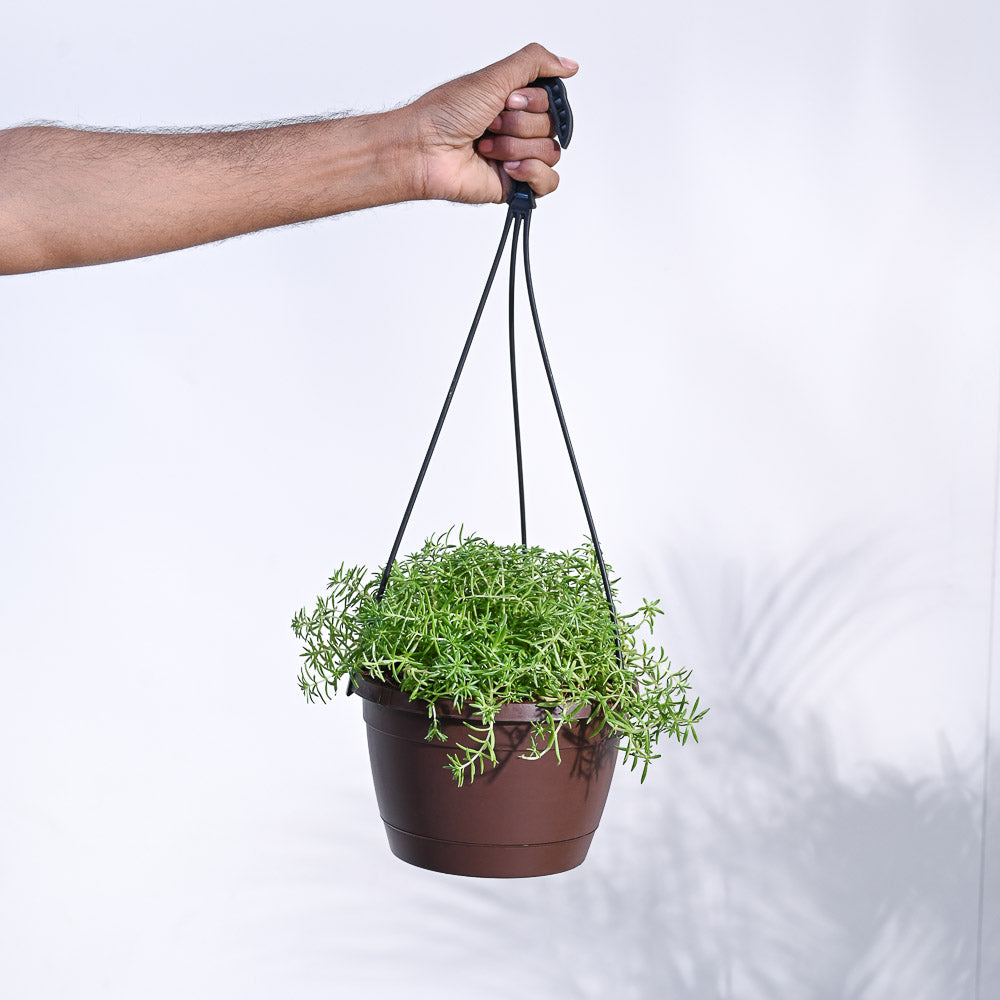 Sedum Golden With Hanging Pot