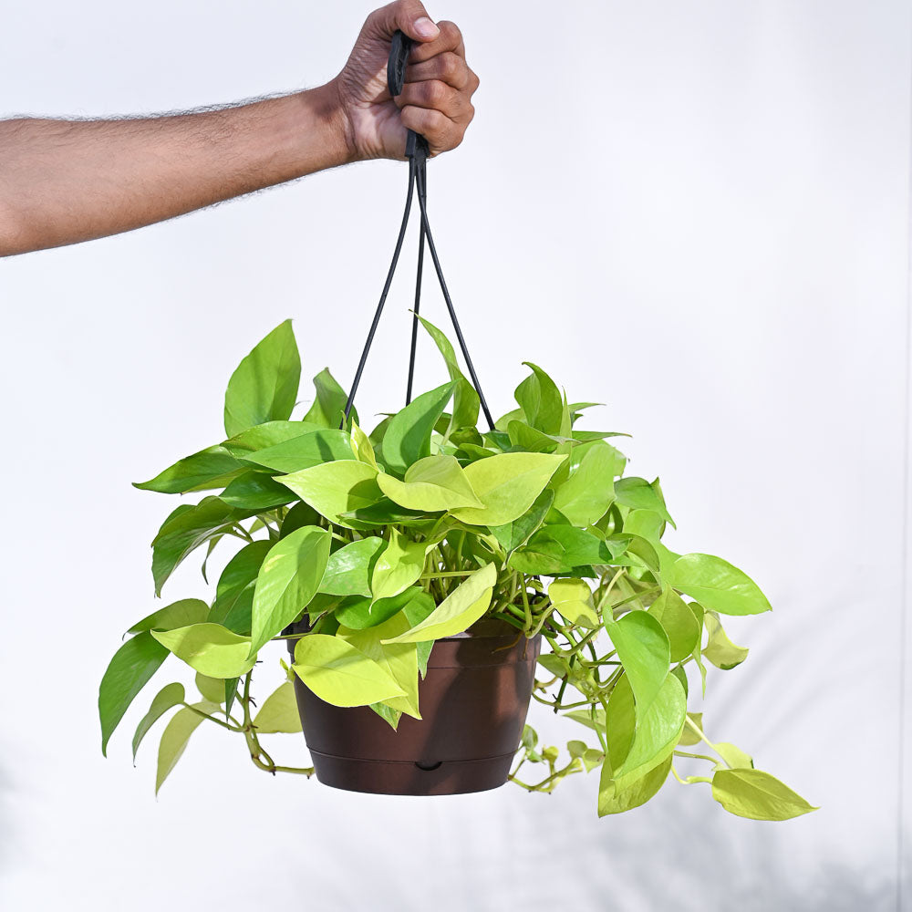 Money Plant Golden With Hanging Pot