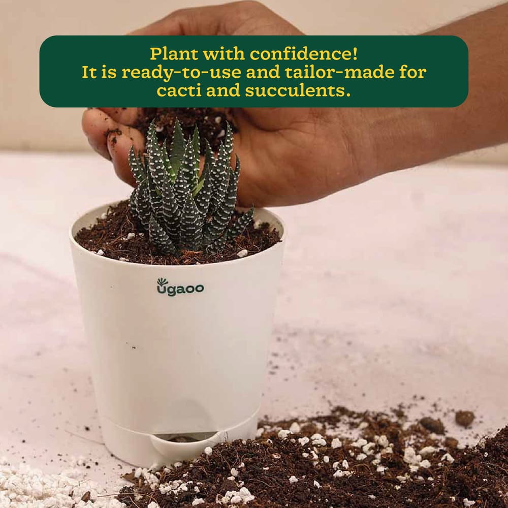 Cactus &amp; Succulent Potting Mix - 5 kg