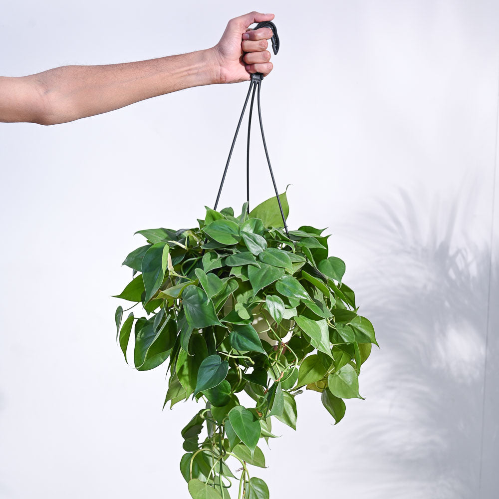 Philodendron Oxycardium Green With Hanging Pot