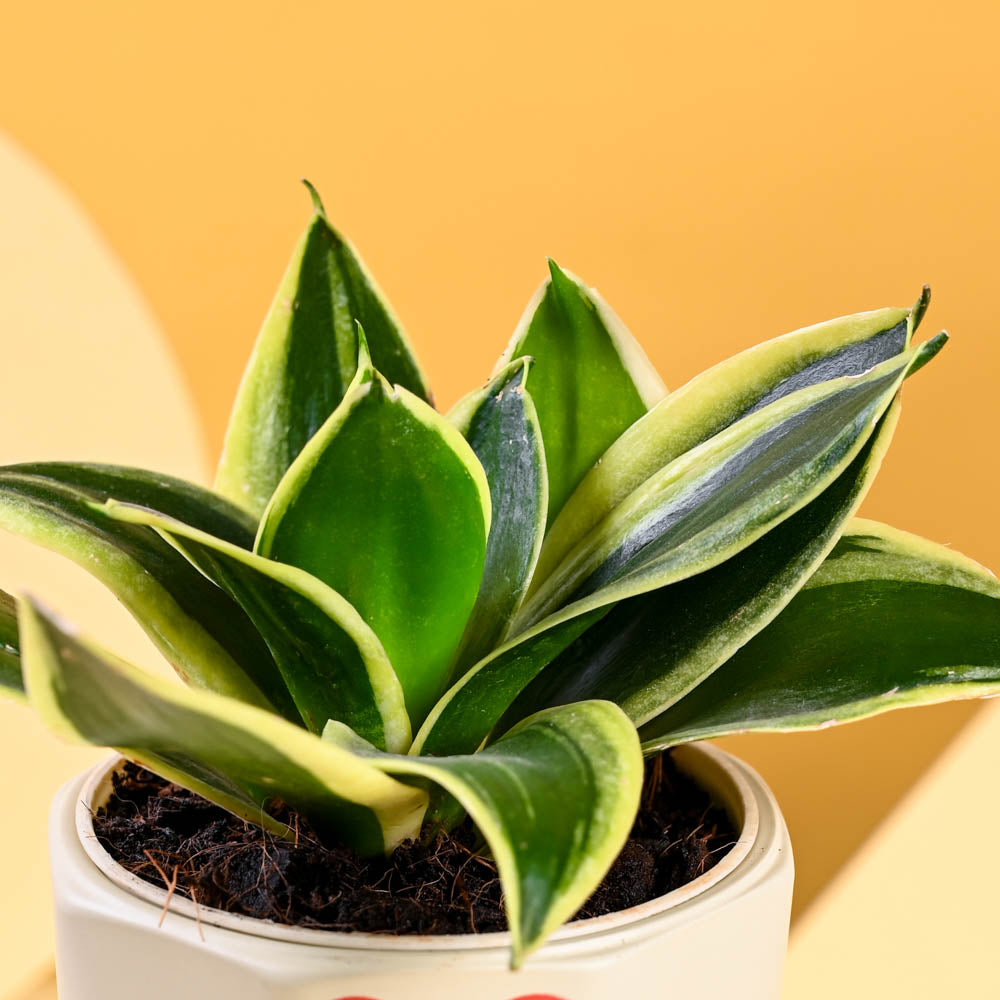 Snake Plant - Golden Hahnii For Mother&