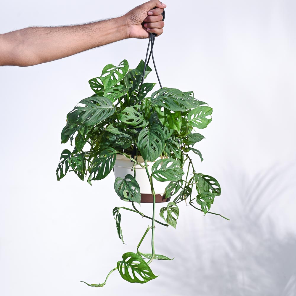 Philodendron Broken Heart With Hanging Pot