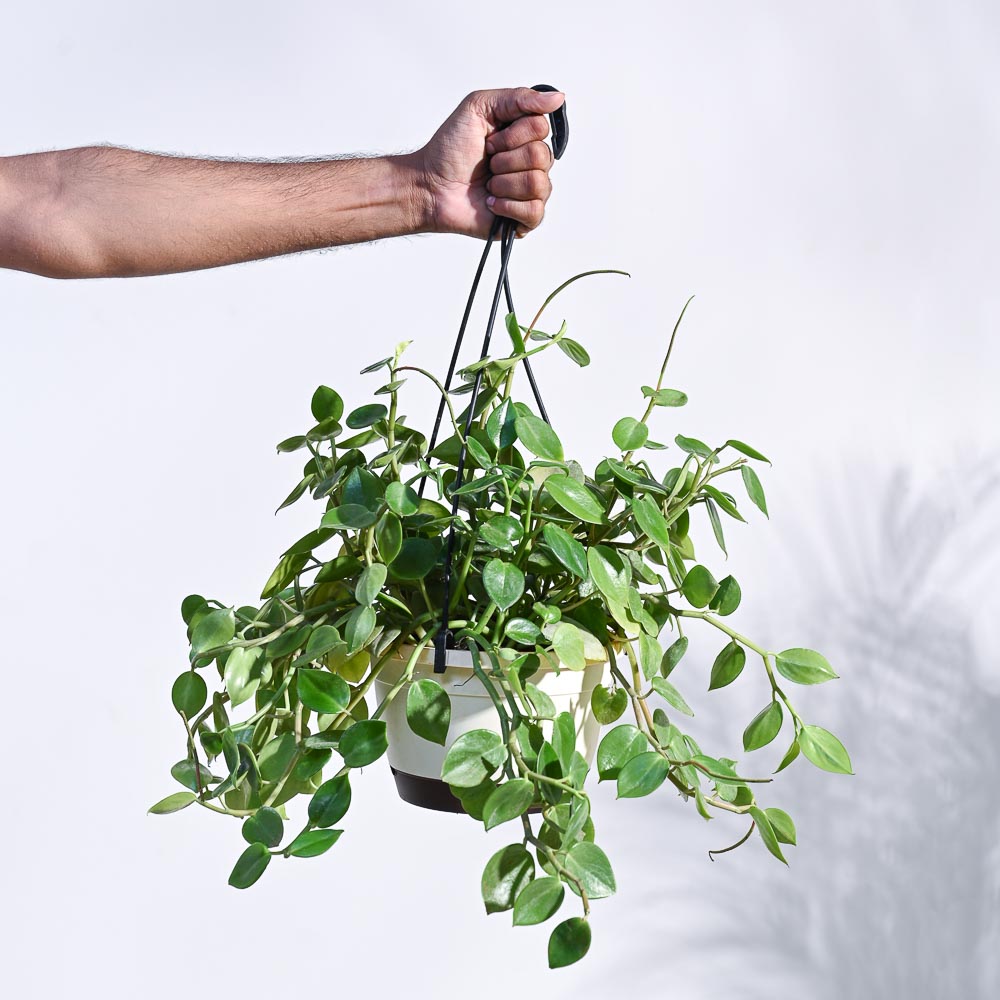 Peperomia Green Creeper with Hanging Planter