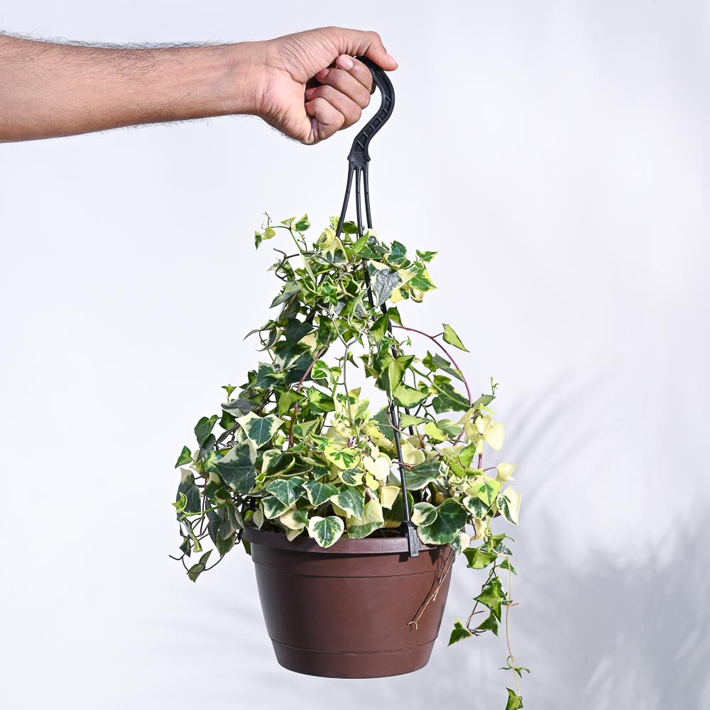 English Ivy Variegated In Hanging Planter