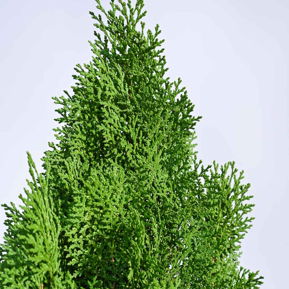 Thuja Plant - XL