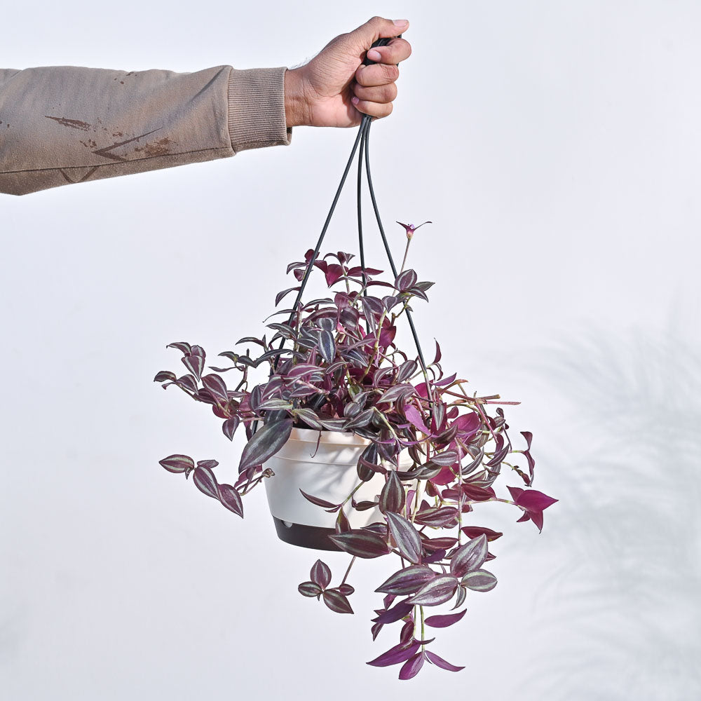 Wandering Jew With Hanging Pot