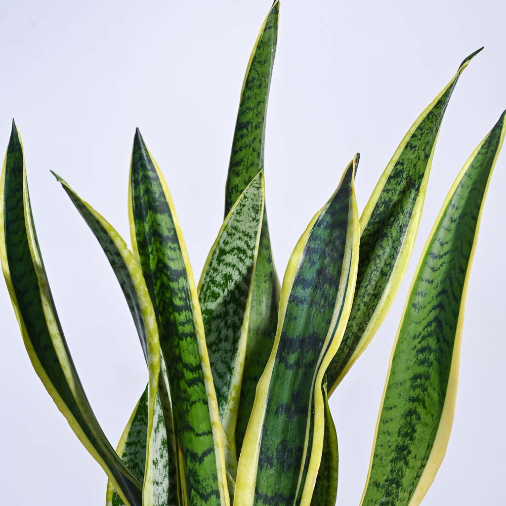 Sansevieria Laurentii Plant - XL