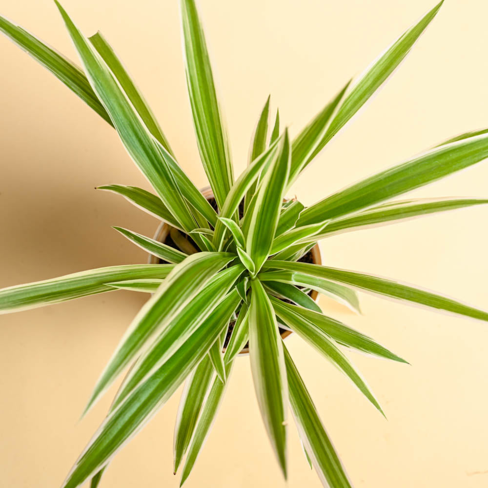 Spider Plant For Mother&