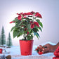 Poinsettia Red Plant for Christmas