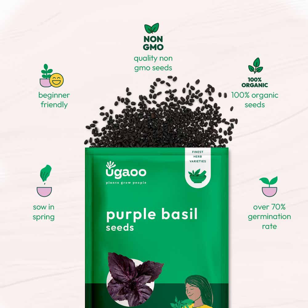 Purple Basil Seeds