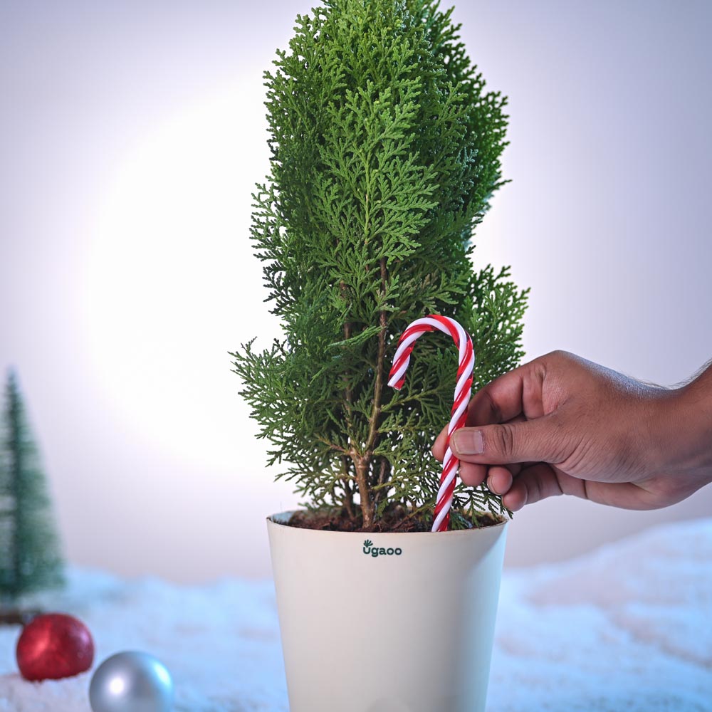 Thuja Plant for Christmas