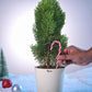 Thuja Plant for Christmas