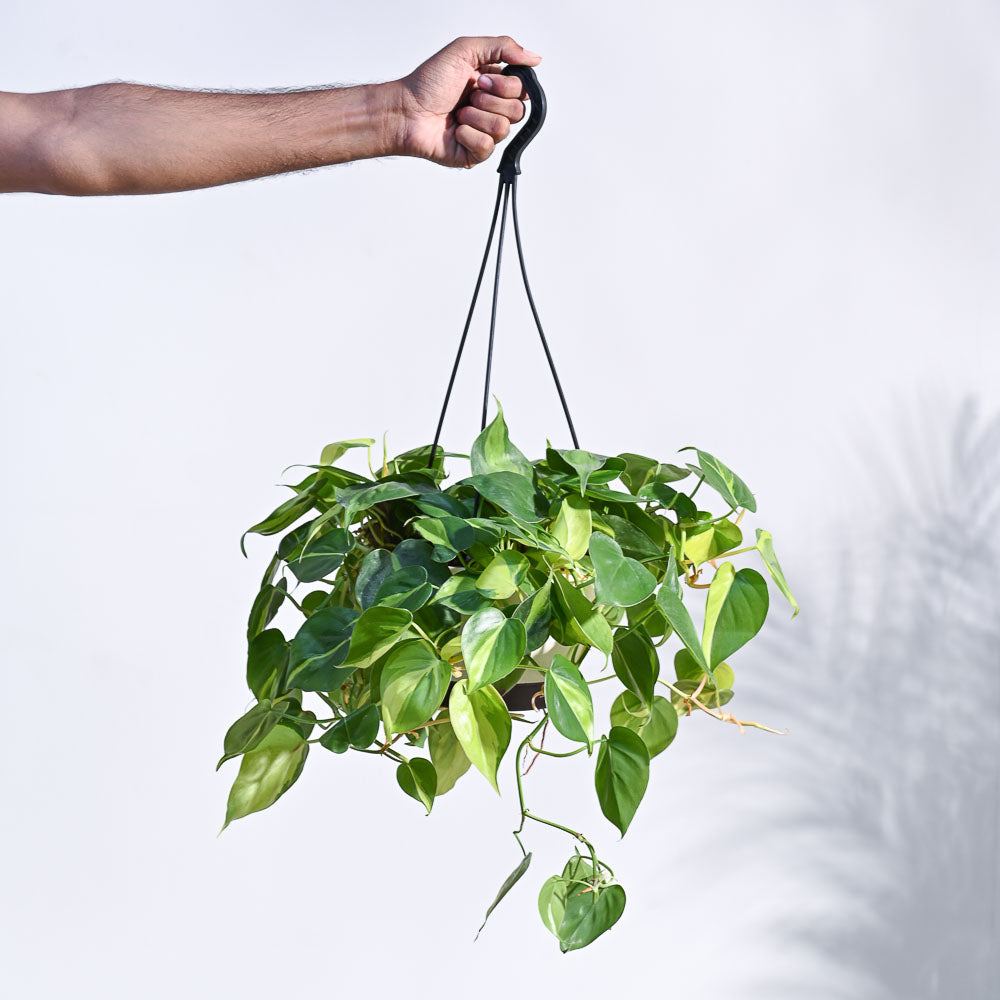 Philodendron Oxycardium Brasil With Hanging Pot