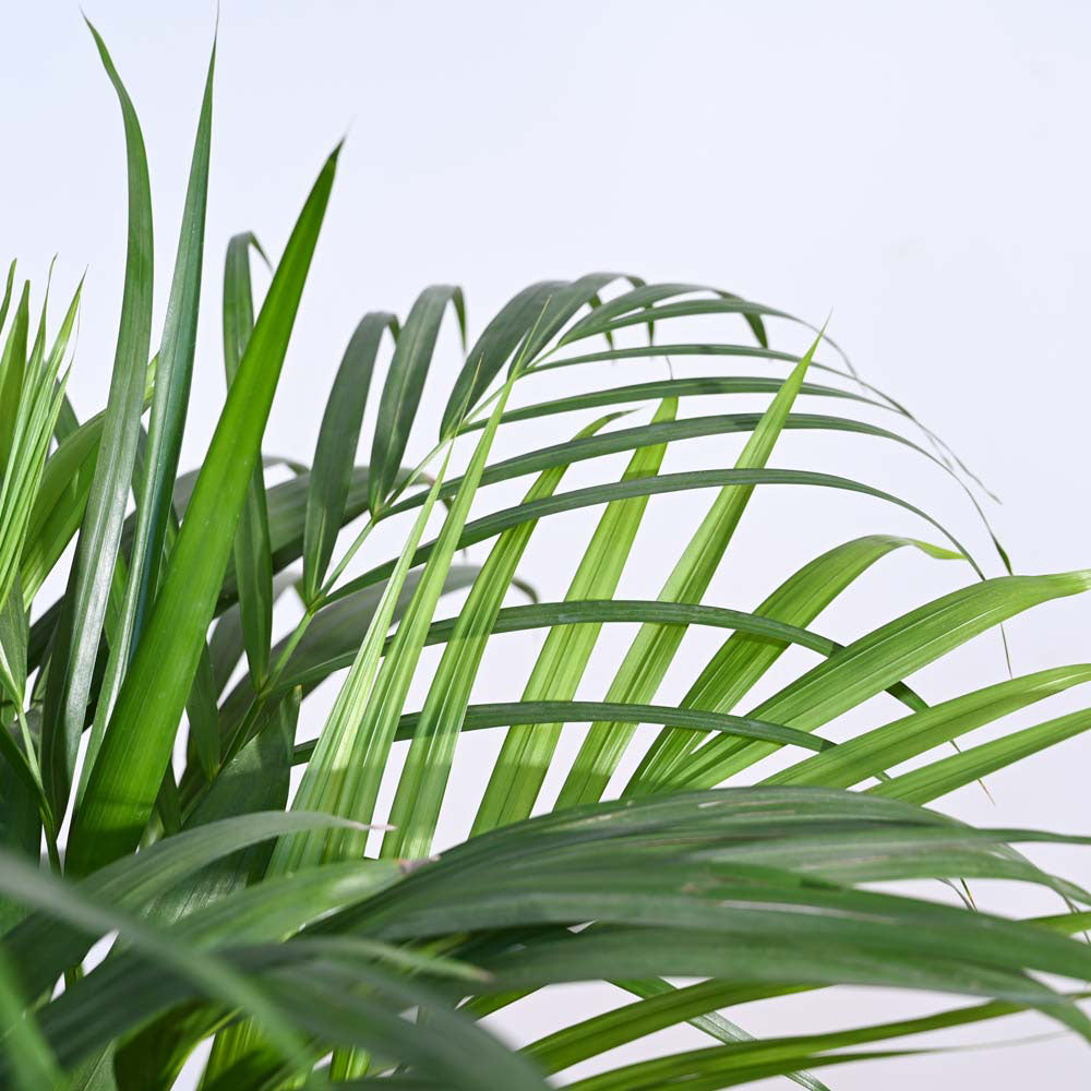 Areca Palm Plant XL