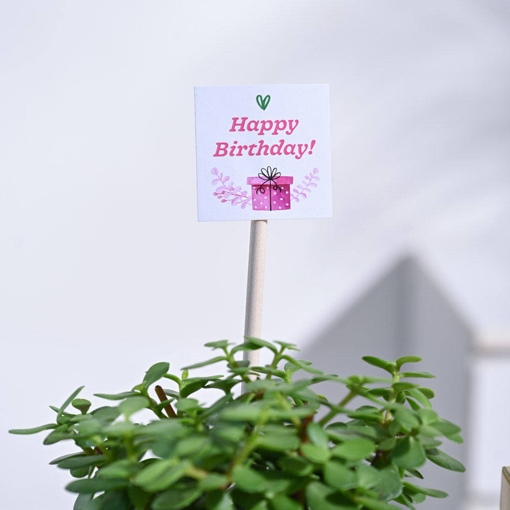 Buy Birthday Plant Gift Tag Online In India - Etsy India