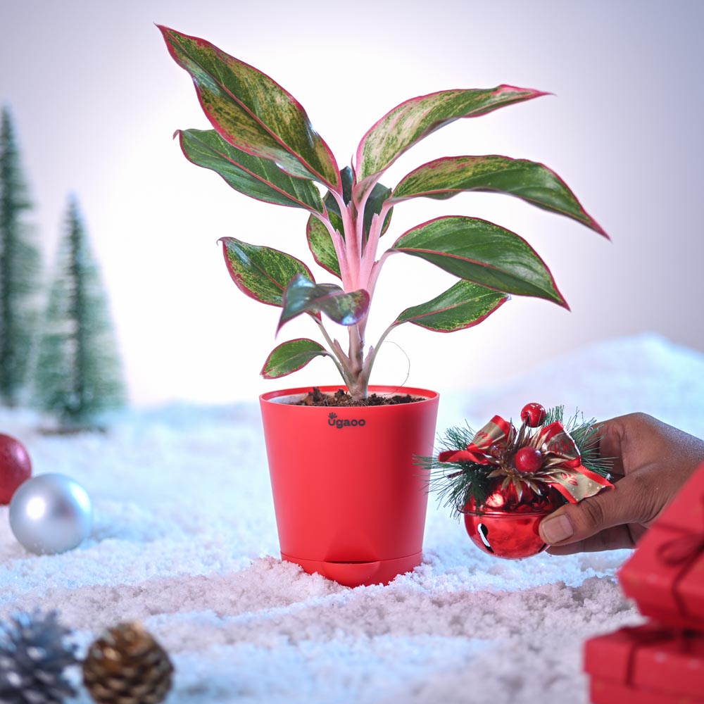 Aglaonema Red Plant for Christmas