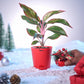 Aglaonema Red Plant for Christmas