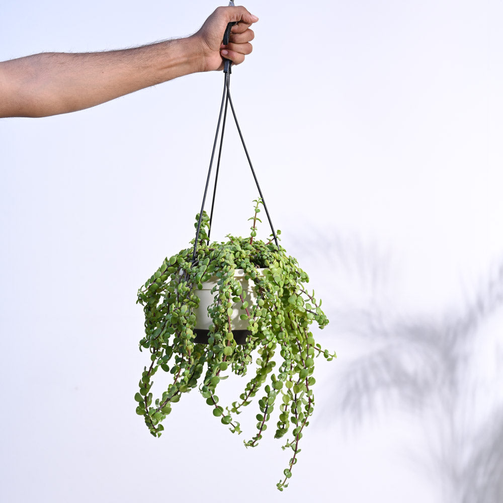 Trailing Jade(Weeping Jade) With Hanging Pot