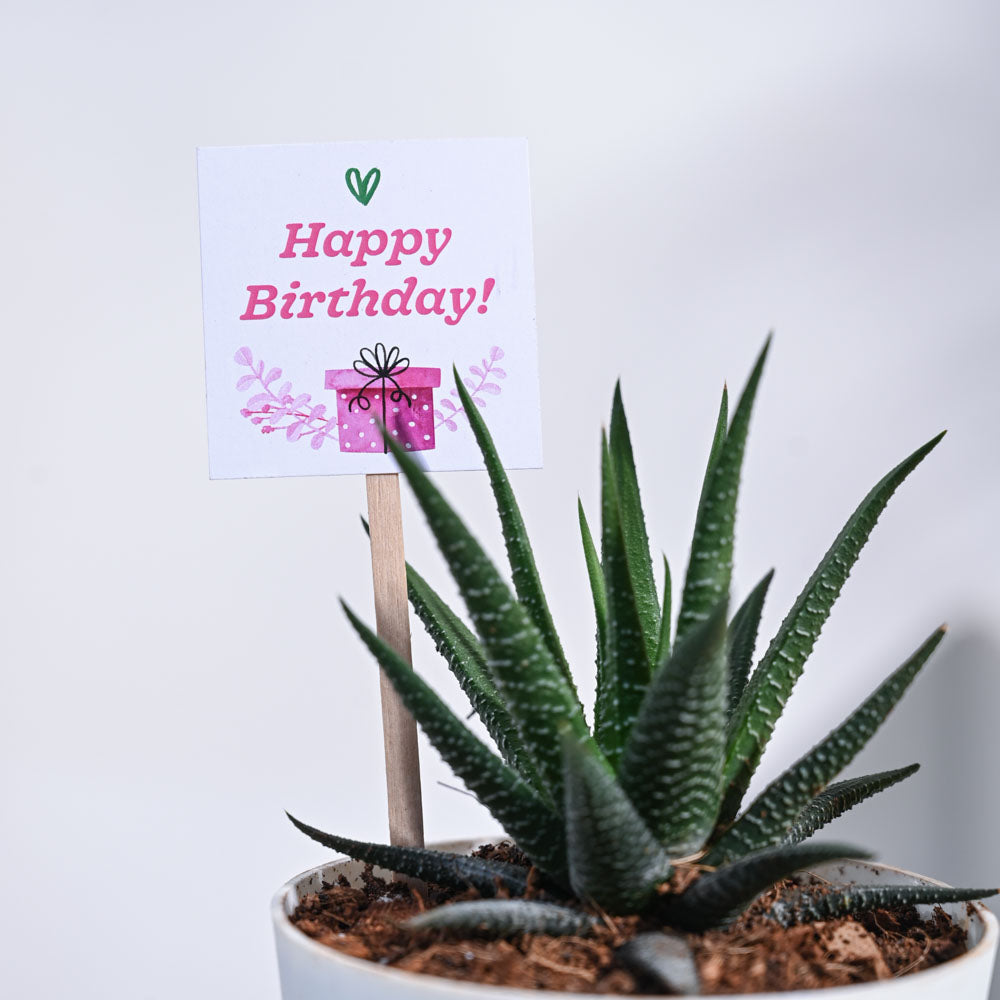Best Birthday - Plant Gift Hamper - Birthday Gift / Birthday Present -  Sydney Only – Cheeky Plant Co.