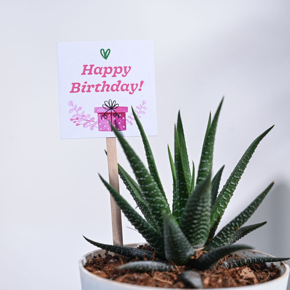 Zebra Haworthia Birthday Gift Hamper