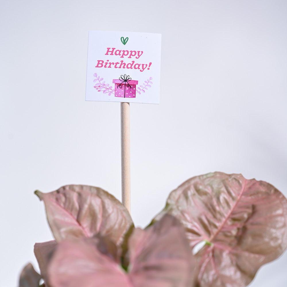 Syngonium Pink Birthday Gift Hamper