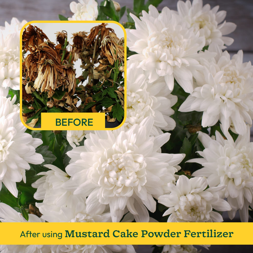 Mustard Cake Powder